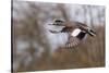 American Widgeon Duck-Ken Archer-Stretched Canvas