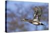 American Widgeon Duck-Ken Archer-Stretched Canvas