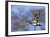 American Widgeon Duck-Ken Archer-Framed Photographic Print