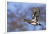 American Widgeon Duck-Ken Archer-Framed Photographic Print