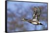 American Widgeon Duck-Ken Archer-Framed Stretched Canvas