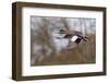 American Widgeon Duck-Ken Archer-Framed Photographic Print