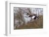 American Widgeon Duck-Ken Archer-Framed Photographic Print