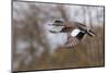 American Widgeon Duck-Ken Archer-Mounted Photographic Print