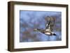 American Widgeon Duck-Ken Archer-Framed Photographic Print