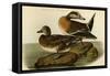 American Widgeon-John James Audubon-Framed Stretched Canvas