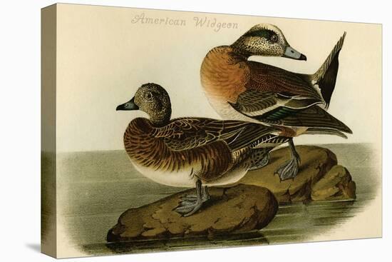 American Widgeon-John James Audubon-Stretched Canvas