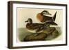 American Widgeon-John James Audubon-Framed Art Print