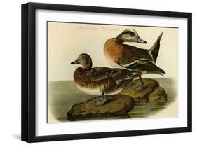 American Widgeon-John James Audubon-Framed Art Print