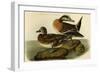 American Widgeon-John James Audubon-Framed Art Print