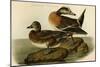 American Widgeon-John James Audubon-Mounted Art Print