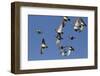 American Widgeons-Ken Archer-Framed Photographic Print