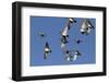 American Widgeons-Ken Archer-Framed Photographic Print