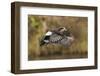 American wigeon drake flying-Ken Archer-Framed Photographic Print