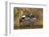 American wigeon drake flying-Ken Archer-Framed Photographic Print