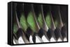 American Wigeon Drake Wing Feathers-Darrell Gulin-Framed Stretched Canvas