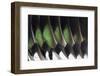 American Wigeon Drake Wing Feathers-Darrell Gulin-Framed Photographic Print