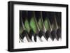 American Wigeon Drake Wing Feathers-Darrell Gulin-Framed Photographic Print