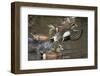 American Wigeon flying-Ken Archer-Framed Photographic Print