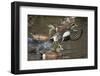 American Wigeon flying-Ken Archer-Framed Photographic Print