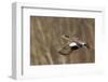 American Wigeon flying-Ken Archer-Framed Photographic Print