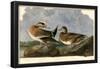 American Wigeon-null-Framed Poster