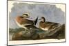 American Wigeon-null-Mounted Poster