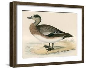 American Wigeon-Beverley R. Morris-Framed Giclee Print