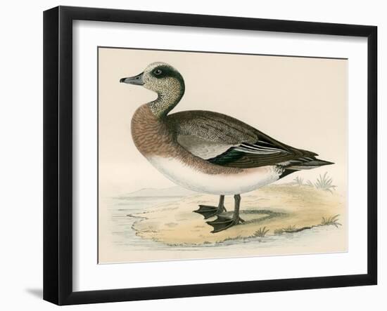 American Wigeon-Beverley R. Morris-Framed Giclee Print