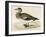 American Wigeon-Beverley R. Morris-Framed Giclee Print