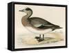 American Wigeon-Beverley R. Morris-Framed Stretched Canvas