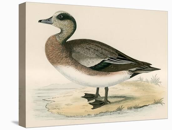 American Wigeon-Beverley R. Morris-Stretched Canvas