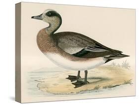 American Wigeon-Beverley R. Morris-Stretched Canvas