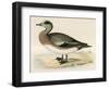 American Wigeon-Beverley R. Morris-Framed Giclee Print