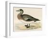 American Wigeon-Beverley R. Morris-Framed Giclee Print