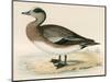 American Wigeon-Beverley R. Morris-Mounted Giclee Print