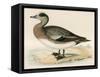 American Wigeon-Beverley R. Morris-Framed Stretched Canvas