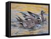 American Wigeons Courting, Bosque Del Apache National Wildlife Reserve, New Mexico, USA-Arthur Morris-Framed Stretched Canvas