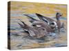 American Wigeons Courting, Bosque Del Apache National Wildlife Reserve, New Mexico, USA-Arthur Morris-Stretched Canvas