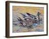 American Wigeons Courting, Bosque Del Apache National Wildlife Reserve, New Mexico, USA-Arthur Morris-Framed Photographic Print