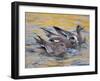 American Wigeons Courting, Bosque Del Apache National Wildlife Reserve, New Mexico, USA-Arthur Morris-Framed Photographic Print