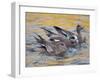 American Wigeons Courting, Bosque Del Apache National Wildlife Reserve, New Mexico, USA-Arthur Morris-Framed Photographic Print