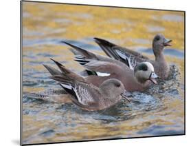American Wigeons Courting, Bosque Del Apache National Wildlife Reserve, New Mexico, USA-Arthur Morris-Mounted Photographic Print
