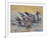 American Wigeons Courting, Bosque Del Apache National Wildlife Reserve, New Mexico, USA-Arthur Morris-Framed Photographic Print
