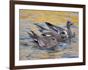 American Wigeons Courting, Bosque Del Apache National Wildlife Reserve, New Mexico, USA-Arthur Morris-Framed Photographic Print