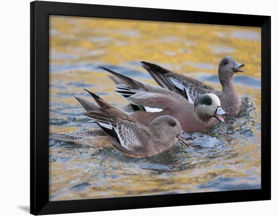 American Wigeons Courting, Bosque Del Apache National Wildlife Reserve, New Mexico, USA-Arthur Morris-Framed Photographic Print