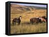 American Wild Horses, North Dakota Badlands-Lynn M^ Stone-Framed Stretched Canvas