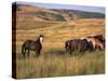 American Wild Horses, North Dakota Badlands-Lynn M^ Stone-Stretched Canvas