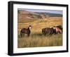 American Wild Horses, North Dakota Badlands-Lynn M^ Stone-Framed Photographic Print