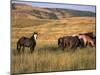 American Wild Horses, North Dakota Badlands-Lynn M^ Stone-Mounted Photographic Print